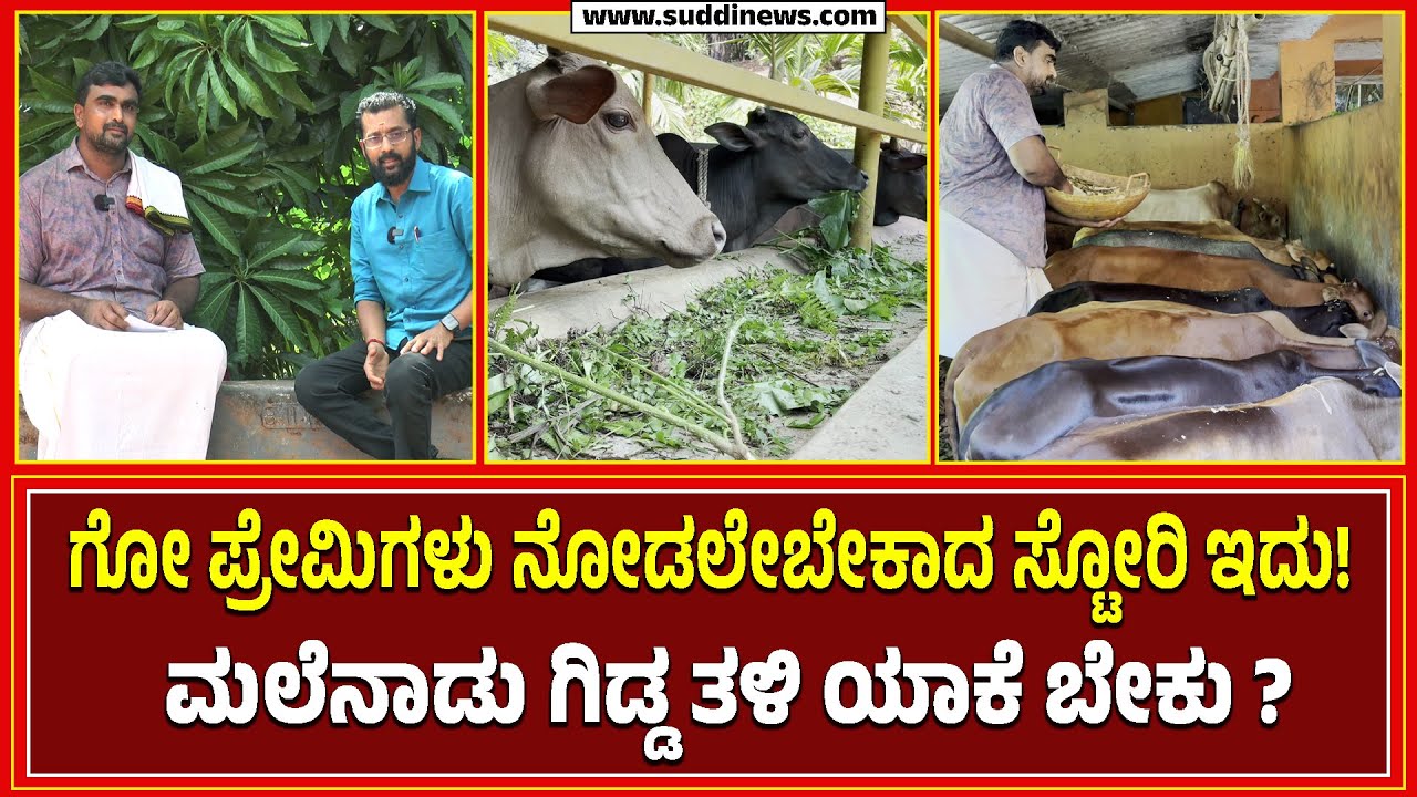 ಗೋ ಪ್ರೇಮಿಗಳು ನೋಡಲೇಬೇಕಾದ ಸ್ಟೋರಿ ಇದು | !ಮಲೆನಾಡು ಗಿಡ್ಡ ತಳಿ ಯಾಕೆ ಬೇಕು ?