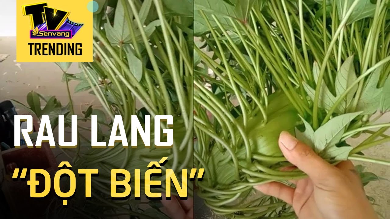 Cây rau lang 'đột biến', thân to gấp nhiều lần khiến dân mạng trầm trồ ...