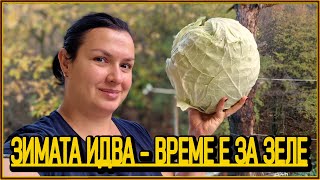видео: Залагаме кисело зеле 2025! 🥬 Тайната, която прави зелето хрупкаво и вкусно! 😋 картинка: Залагаме кисело зеле 2025! 🥬 Тайната, която прави зелето хрупкаво и вкусно! 😋