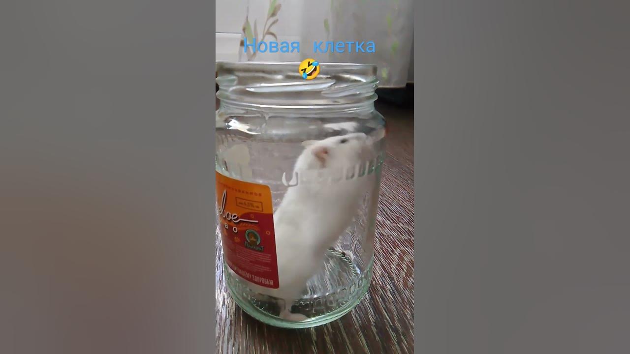 бедный хомяк🤣🤣🤣🤣 - YouTube