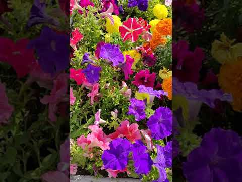 Flowers and flower beds in the city 🌺🌼🌹 Bright colors # 1 🌿🌞