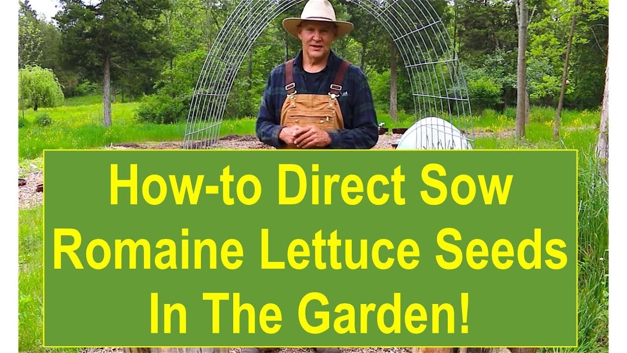 Gardening Tips: How-To Direct Sow Romaine Lettuce Seeds In The Garden!