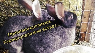 Прививки кроликам. Курица упала и не встает...