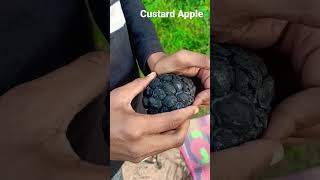 Custardsugar Apple