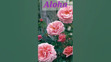 6 The Best Fragrant Climber Roses 