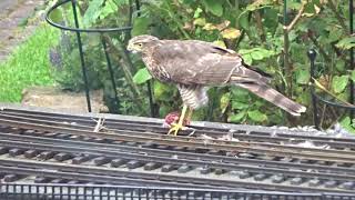Sparrow Hawk kill