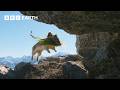 Cute pika steals food from neighbours  4k u mammals  bbc earth