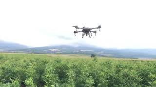 Drone Ile Ceviz Fidanı İlaçlama Ve Gübreleme Spraying And Fertilizing Walnut Saplings With Drone
