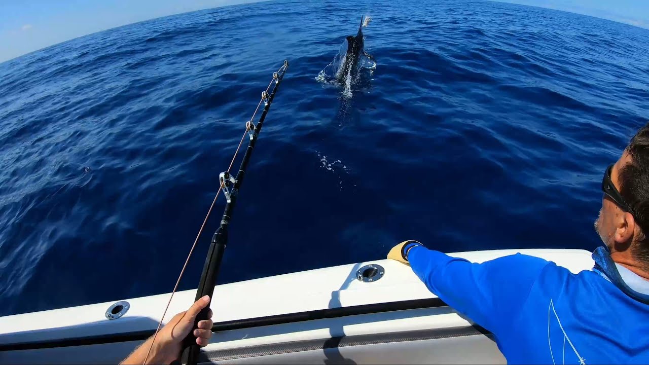 Big Blue Marlin caught outside Calheta, Madeira 