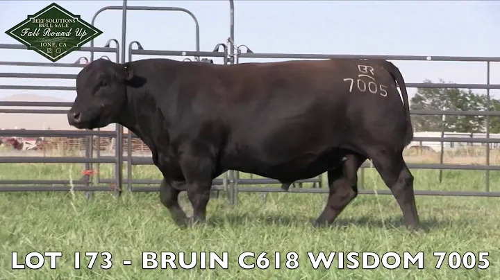 LOT 173  BRUIN C618 WISDOM 7005