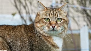 Cute Stray Cats Around Us by Cats Around Us 190 views 1 year ago 2 minutes, 6 seconds