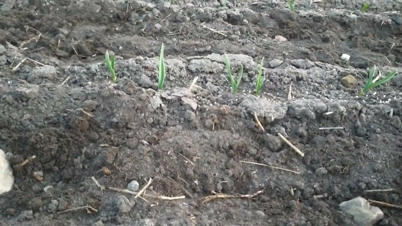 Зивовий часник Любаша! Як переписував та як себе почуває ?🤔 Морози гатять часник розтете!