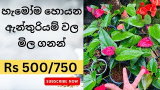 ?? ඉහළ ඉල්ලුමක් තියෙන ඇන්තුරියම් වල මිල ගණන් අඩු කරා -Anthurium Wagawa 2023