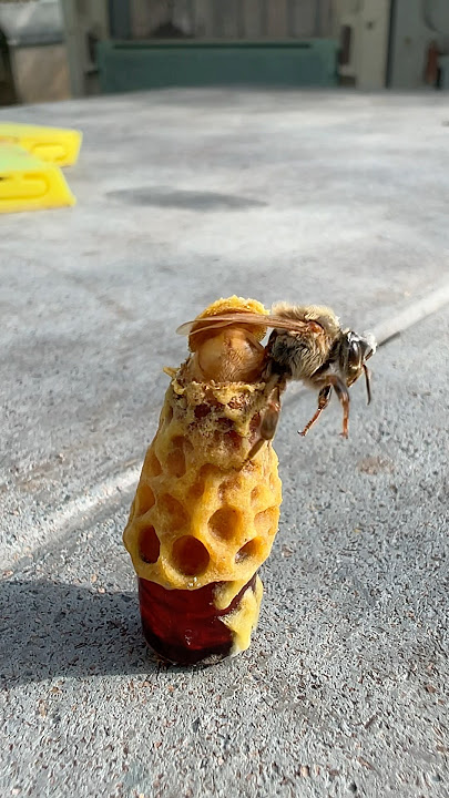 Oh!! P00r new queen bee just born Which must be rolled with queen cell #honey #amazing #animals #bee