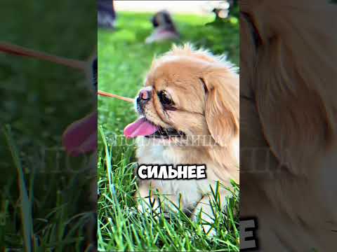 #питомцы #эмоции #жизньсживотными #текстрвслёзы #семьяэтоживотные