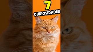 7 CURIOSIDADES: que No Sabías de los Gatos Naranja