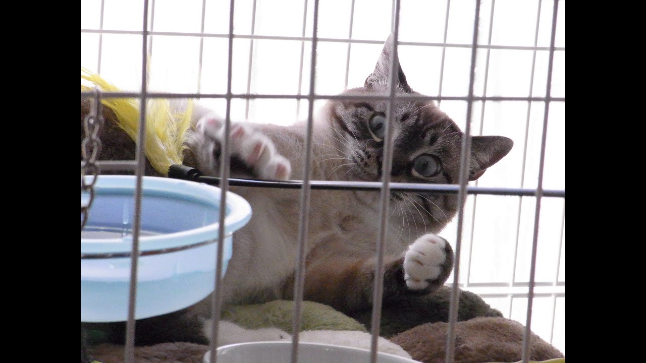 Jean 0032 猫をケージで飼うからには快適な生活を 元野良猫の保護 Youtube