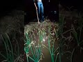 college ki field me ##.##.💯💯 night irrigation ❤️❤️❤️ interesting 😎🤗🤗..👍#love