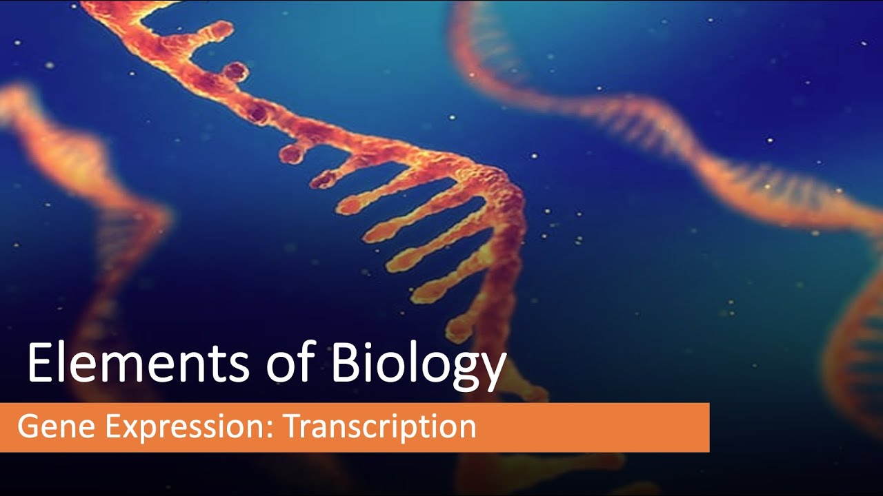 Transcription and mRNA processing - YouTube