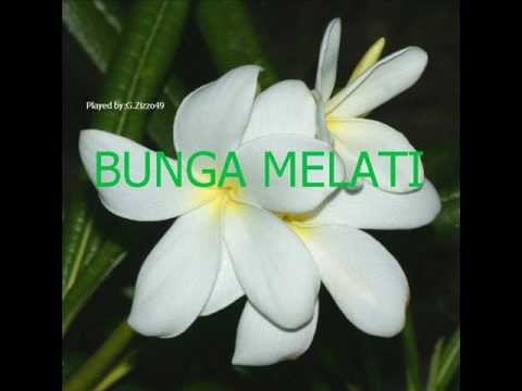  Bunga  Melati  Played by G Zizzo49 YouTube