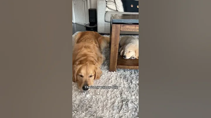 The fluffiest lil puppy! #goldenretriever #dog