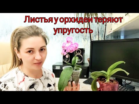 Видео: Защо не мога да купя бронираната курума?