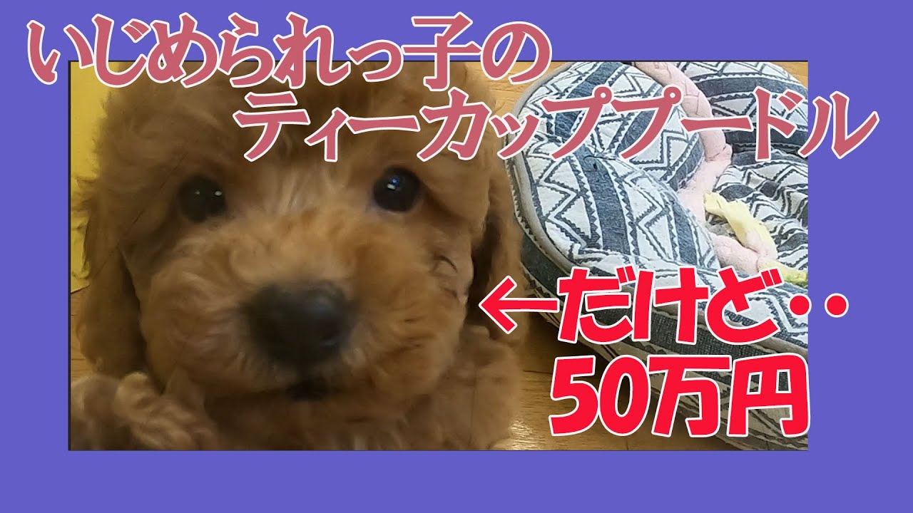 誰か僕を助けて下さい ペットショップjokerで見つけた 虐められっ子のティーカッププードル Youtube