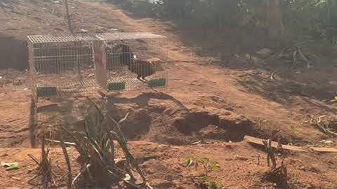 qaib qus txuam f1 nyiam poj lawm - gà tơ f1 đã mê gái rồi ae ạ😂😂