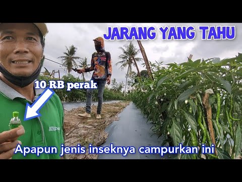 Video: Kutu padang rumput. Siklus perkembangan tungau padang rumput