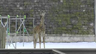 マサイキリンの子供 雪デビュー(円山動物園)~Giraffe and Snow