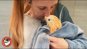 Blind 50 Year Old Cockatoo Lost His Human, Until One Woman Changed Everything