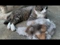 猫にブラッシングをしたら大変なことに