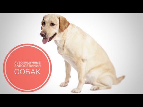Видео: Красная волчанка у собак