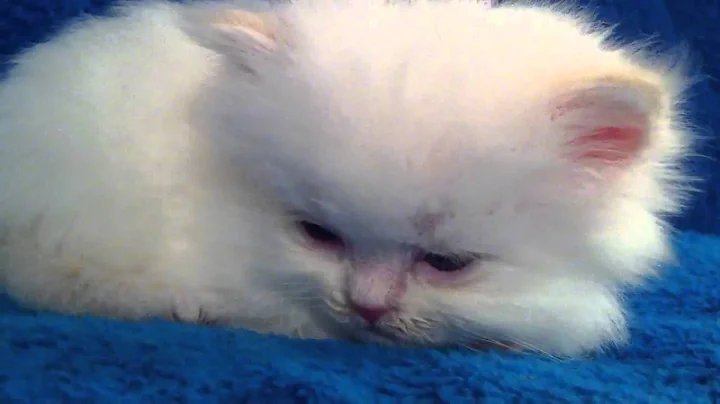 Video 561731: flame point himalayan kitten, himalayan male kitten, himalayan doll, kittens cattery
