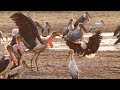 Marabou stork vs fish eagle  dynasties on location  bbc earth