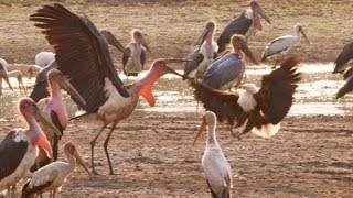 Marabou Stork VS Fish Eagle | Dynasties: On Location | BBC Earth Resimi