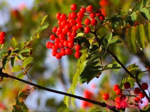 Wideo: Jarzębina Nevezhinskaya - przypadkowo odkryte cudowne drzewo