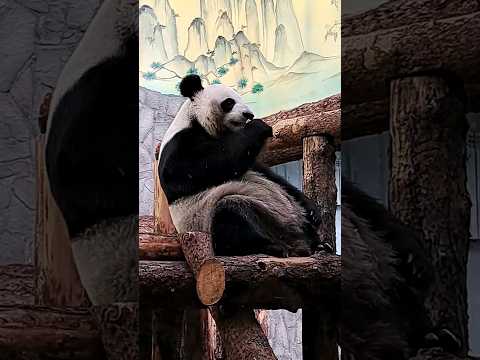 Жуи, Диндин, Катюша!🐼+🐼++🐼 Нажмите два раза на экран. #moscowzoo #panda