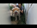 パパっ子大吉くんをママっ子へ！なるかな？