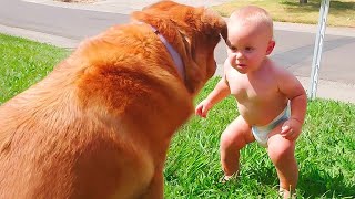 Funny Babies Playing with Dogs Compilation - Funny Baby and Pets | Try Not To Laugh 😍