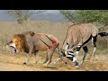 Lion King Almost Lost Their lives Because They dared To Hunt Fierce Gemsbok, Kudu, Wildebeest