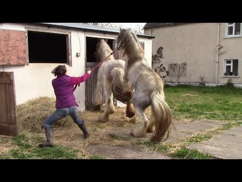 Video: Wie man Hunderasse durch Brindle Färbung ermittelt