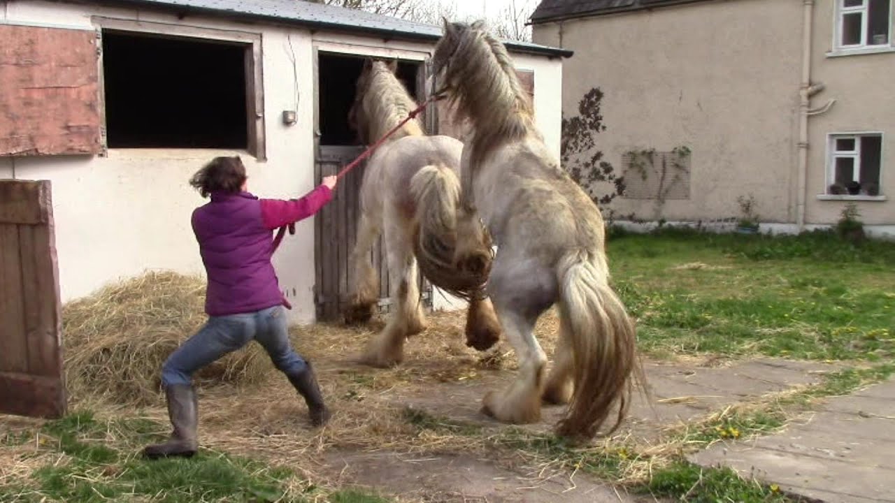 Frau sex pferd A girl and her horse in movies and TV