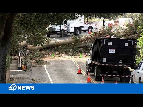 וִידֵאוֹ: עצי אקליפטוס ורוח - כיצד למנוע או לטפל בנזקי רוח בעץ האקליפטוס