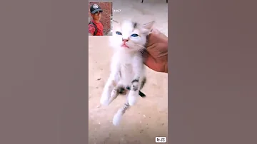 مهرجان سبوني في حالي بقي القطه 