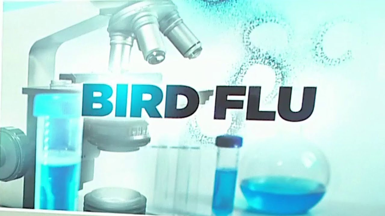 Avian influenza H5N1: What you need to know about bird flu in the U.S ...
