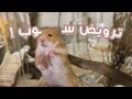 كيف تجعل الهامستر يحبك ويتعود عليك ترويض الهامستر للمبتدئين 