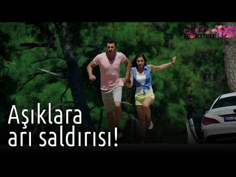 Çilek Kokusu - Aşıklara Arı Saldırısı!