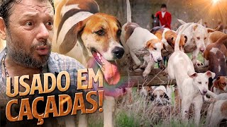 AMERICAN FOXHOUND, O CAÇADOR DE RAPOSAS AMERICANO! | RICHARD RASMUSSEN