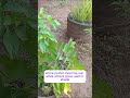 The Exact Plant Care Routine That Works #plants #gardening #tutorial